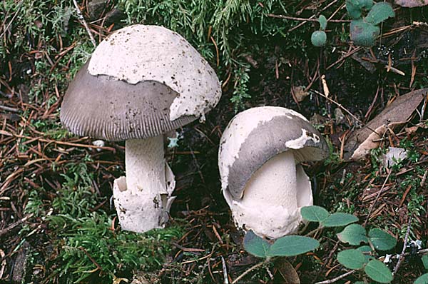 Amanita vaginata